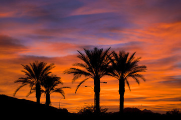 Nature during Sunrise or Sunset behind palm trees.