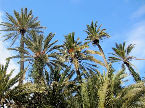date palm (Phoenix dactylifera)