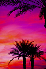 Fototapeta na wymiar Nature during Sunrise or Sunset behind palm trees.