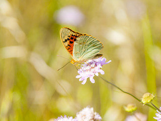 Brown butterfly pollinating a flower on springtime
