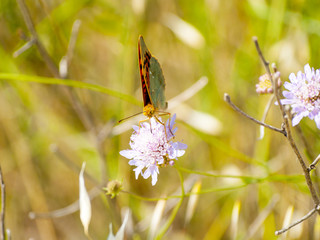 Brown butterfly pollinating a flower on springtime
