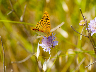 Brown butterfly pollinating a flower on springtime