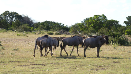 Obraz na płótnie Canvas Standing Wildebeest