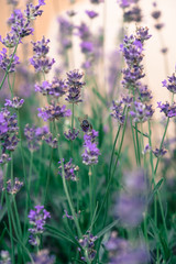 Lavender purple flowers with bees gathering the nectar 
