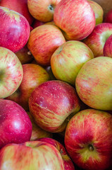 A bunch of fresh, red apples found at a Virginia Cidery