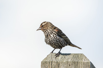 Female Red winged blackbird