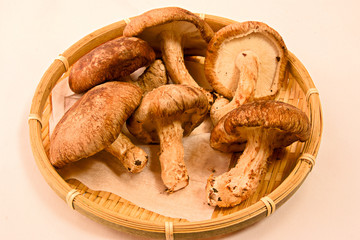 肉厚の日本産椎茸