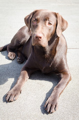 chocolate labrador laying in the sun on a concrete floor - 162573371
