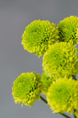 Green chrysanthemum flowers on grey background, vertical - 162573532