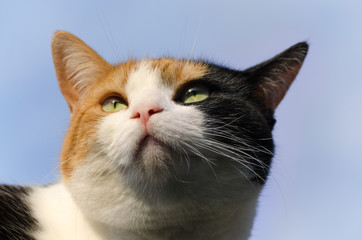 headshot of a calico cat with the blue sky in the background - 162573745
