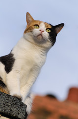 Ginger black and white cat on the roof, tricolor - 162573775