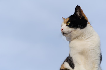 calico cat with the blue sky in the background - 162573779