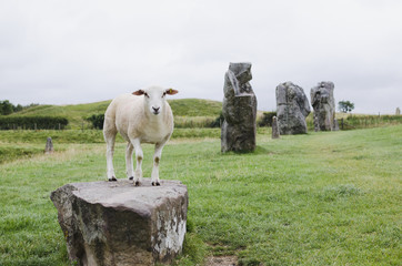 sheep standing on the stone in Avebury, UK - 162573907