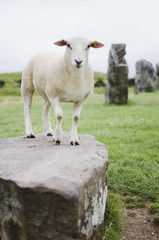 sheep standing on the rock in avebury uk - 162573922
