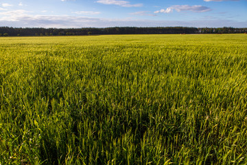 A green field with spikelets, bread grows against the blue sky. Agriculture in Ukraine