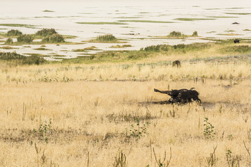 Bison rolling around in dust and dirt near Great Salt Lake, Utah