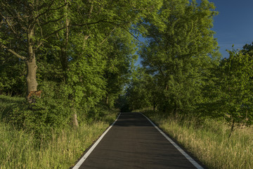 Evening in Ceske Stredohori mountains with sunny road