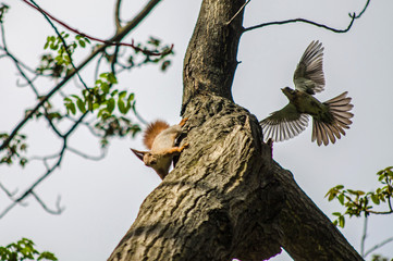 The squirrel hides on a tree from a bird