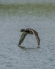 Flying duck over blue pond