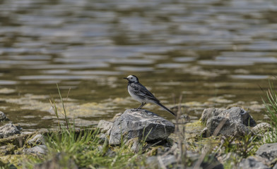 Wagtail bird near lake in spring
