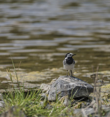 Wagtail bird near lake in spring