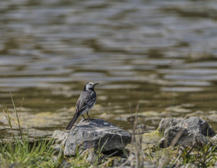 Wagtail bird near lake in spring