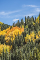 View on San Juan National Forest during golden fall in Colorado