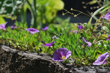 morning-glory