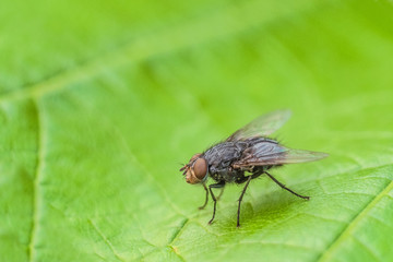 Fly insect on the green leaf. Natural background with limited depth of field.