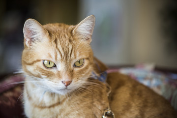 Closeup Orange tabby male cat with green eyes and leash staring and sitting on mauve chair
