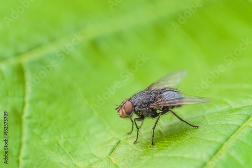 Fly Insect On The Green Leaf Natural Background With