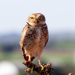 Burrowing Owl
