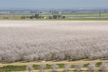 Almond Farm blooming in northern California with many trees with pink blossoms in spring