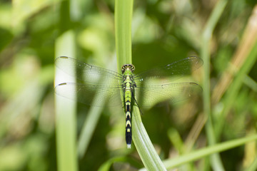 Dragonfly 2017-1 / Dragonfly on blade of grass