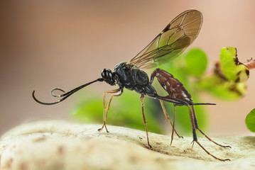 Macro Focus Stacking - Ichneumon Wasp, Cryptus albitarsis, Wasp