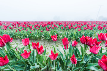 Closeup of red tulip field row in foggy mist dew