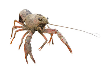 crawfish close up
