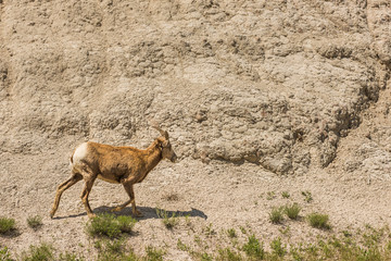 Bighorn sheep or mountain ram lamb with small horns walking by rock canyon in Badlands National Park