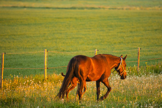 Side view of horse with foal walking on ranch