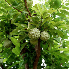 custard apple fruit on tree