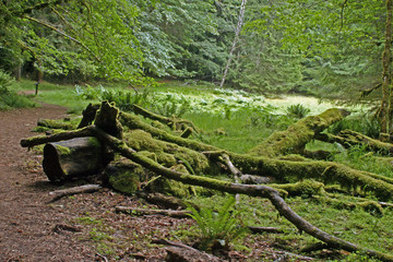 Moss on decaying trees (nursery logs) at Lake Crescent, Olympic National Park, Washington