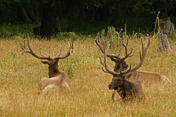 Naklejka na ściany i meble Three large bull elk at Northwest Trek, Washington