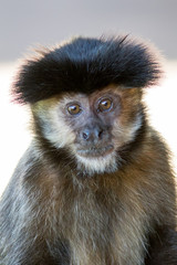 Fototapeta premium Black capped cauchin (Sapajus apella)