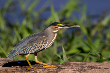 Strated Heron
