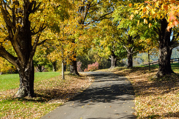 Fototapeta premium Driveway with autumn gold color trees and fallen leaves