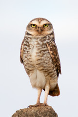 Burrowing Owl