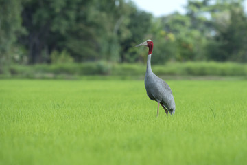 sarus crane in nature