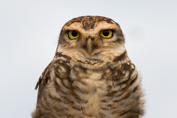 Burrowing Owl