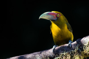 Saffron Toucanet (Pteroglossus bailloni)