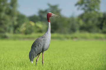 Fototapeta premium sarus crane in nature